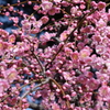 DSC_0736 結城神社H27.2