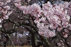 DSC_0338　高遠H26.4