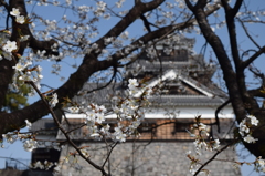 DSC_0895　熊本城H27.3