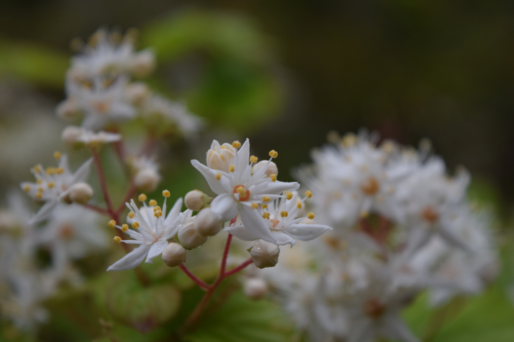 DSC_0896 方広寺H27.5