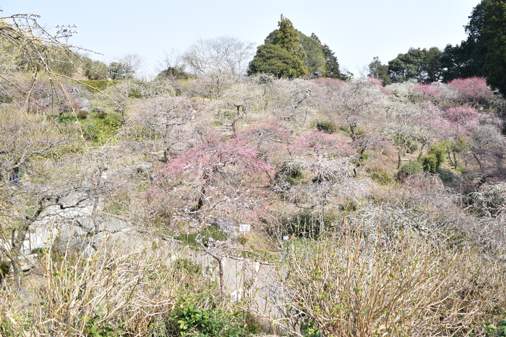 DSC_0029　龍尾神社H26.3
