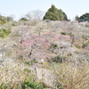 DSC_0029　龍尾神社H26.3