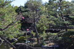 DSC_1303 白鳥庭園H30.3