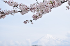 DSC_1240富士川楽座より