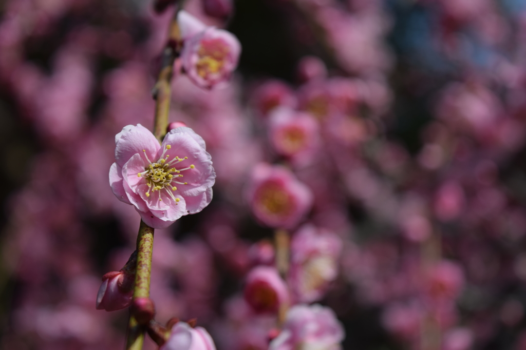 DSC_0717 結城神社H27.2