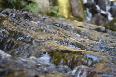DSC_1200徳川園H30.2