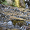 DSC_1200徳川園H30.2
