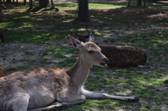 DSC_1018 奈良公園H27.5