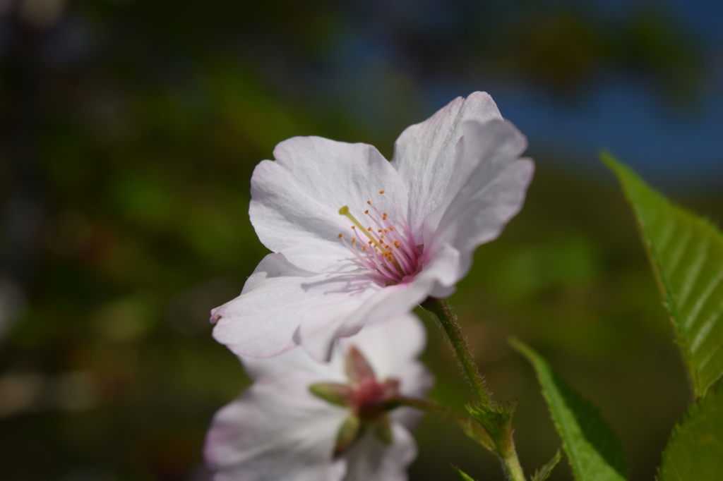 DSC_0963 芝桜祭りH27.5