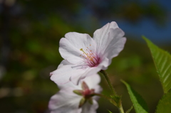 DSC_0963 芝桜祭りH27.5