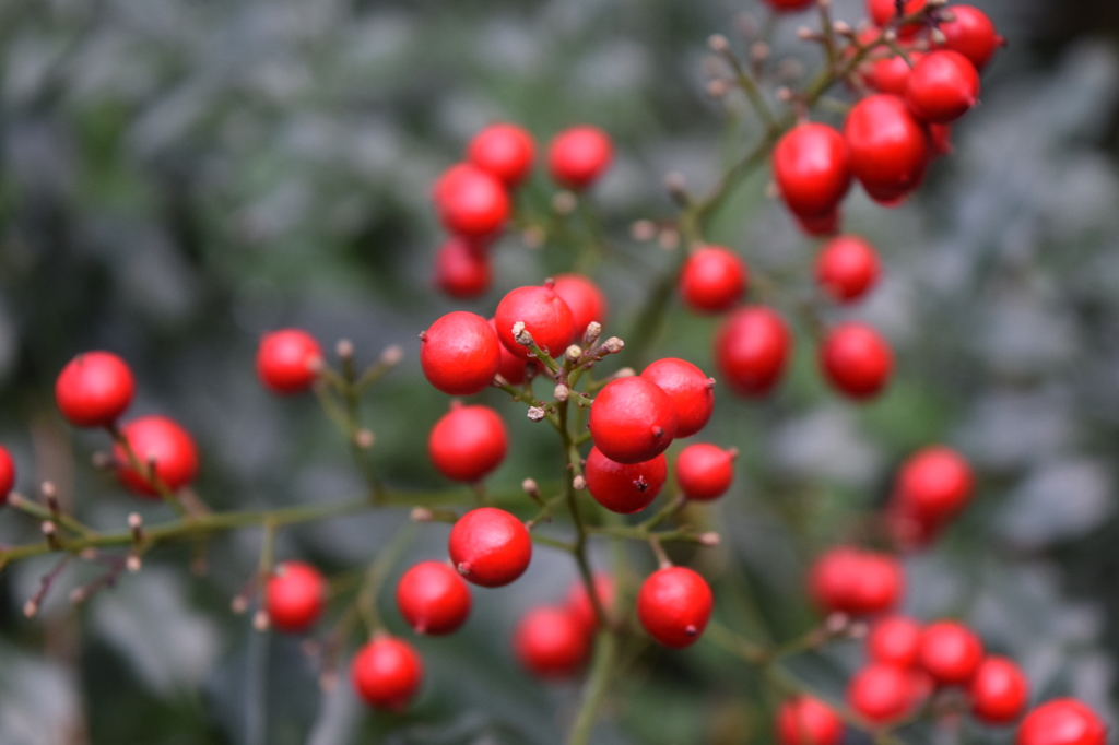 DSC_1235 ﾌﾗﾜｰﾊﾟｰｸH27.12