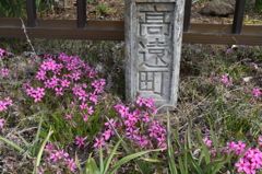 DSC_0358　高遠H26.4