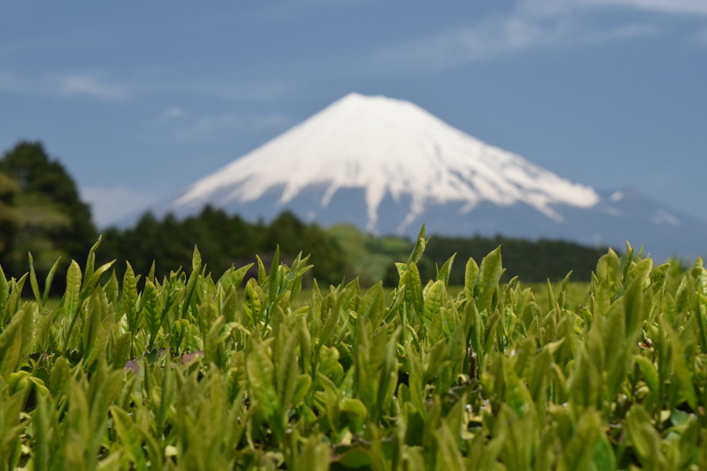 DSC_0461 大渕茶畑H26.5