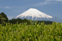 DSC_0461 大渕茶畑H26.5
