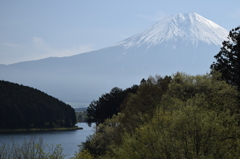 DSC_0399 田貫湖H26.5