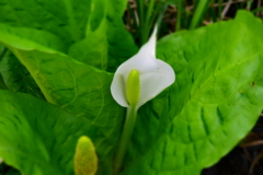 DSC_1442 美女高原H28.4