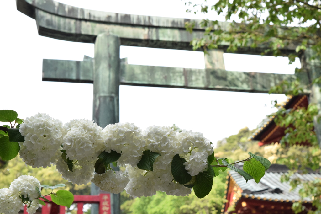 DSC_0475　久能山H26.5
