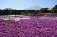 DSC_0923 芝桜祭りH27.5