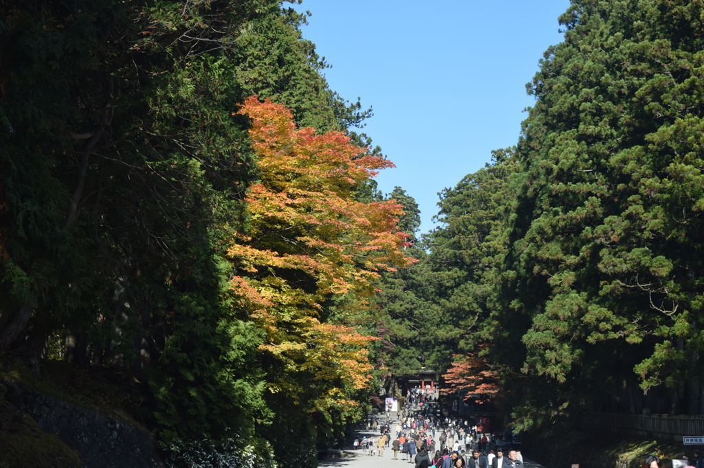 DSC_0460 輪王寺H26.11