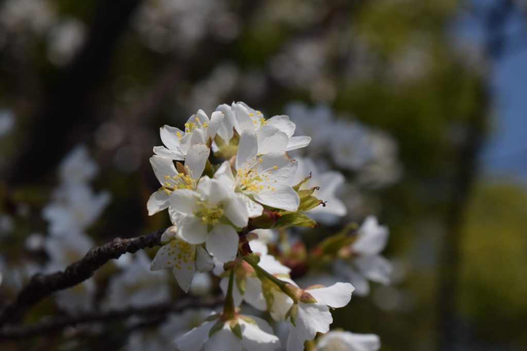 DSC_0902　熊本城H27.3