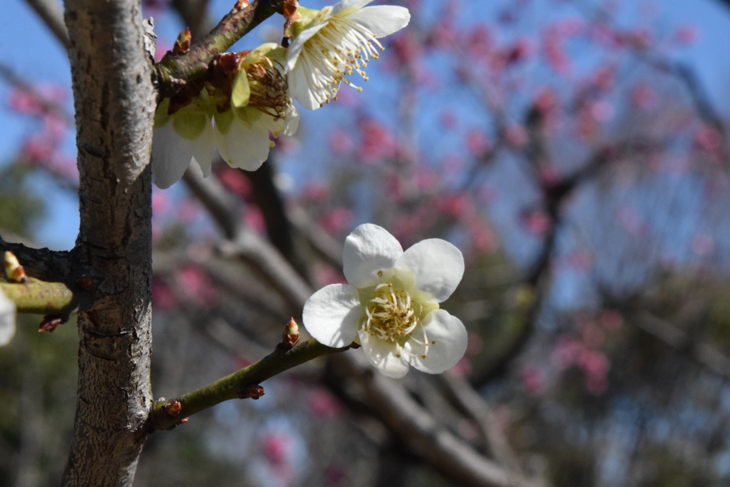 DSC_1325 白鳥庭園H30.3