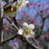 DSC_1325 白鳥庭園H30.3