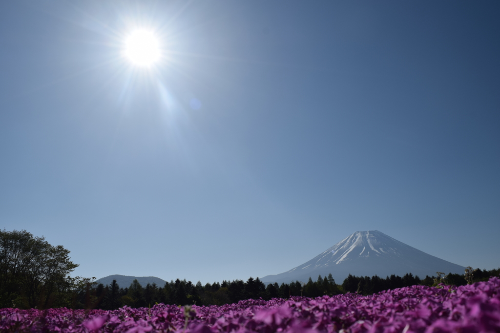 DSC_0916 芝桜祭りH27.5