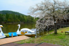 DSC_1458 美女高原H28.4