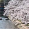 DSC_1328-3 岡崎公園H30.3