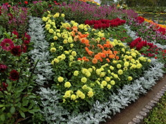 CIMG2583 H29.10　ラグーナ