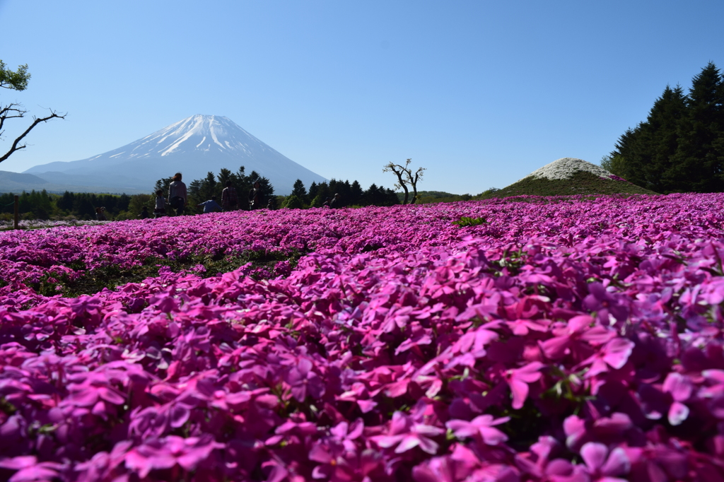 DSC_0938 芝桜祭りH27.5