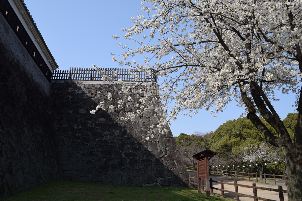 DSC_0893　熊本城H27.3
