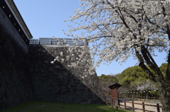 DSC_0893　熊本城H27.3