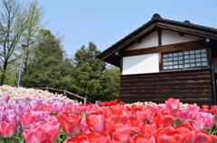 DSC_0346　となみH26.4