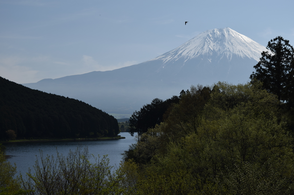 DSC_0407 田貫湖H26.5
