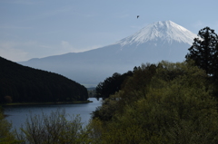 DSC_0407 田貫湖H26.5