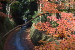 DSC_1183　北野天満宮H29.11