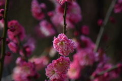 DSC_0730 結城神社H27.2