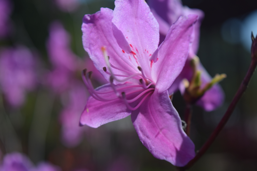 DSC_0933 芝桜祭りH27.5