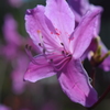 DSC_0933 芝桜祭りH27.5