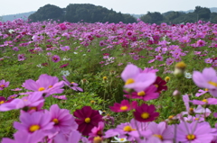 DSC_1114　掛川シオーネ