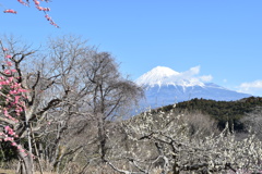 DSC_0021 岩本山公園H29.2