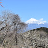 DSC_0021 岩本山公園H29.2