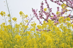 DSC_1261御坂桃の花祭り