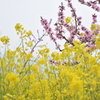 DSC_1261御坂桃の花祭り