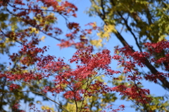 DSC_1141　北野天満宮H29.11
