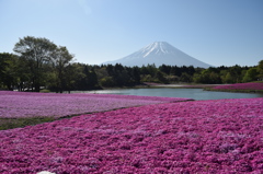 DSC_0910 芝桜祭りH27.5