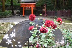 DSC_0355 久能山H26.11