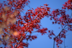 DSC_1146　北野天満宮H29.11