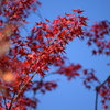 DSC_1146　北野天満宮H29.11